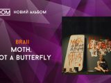 braii moth not a butterfly